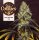 T.H. Seeds French Cookies Fem 6St.