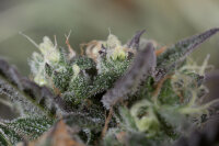 Humboldt Seeds Blueberry Headband Fem 3St.