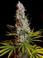 Sweet Seeds Sweet Cheese Fem 3St.