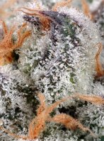 Sweet Seeds Sweet Cheese Fem 3St.