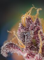 Sweet Seeds Black Muffin F1 Fast Fem 3St.