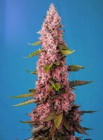 Sweet Seeds Red Hot Cookies Fem 3St.