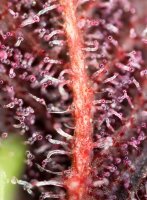 Sweet Seeds Red Hot Cookies Fem 3St.