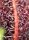 Sweet Seeds Red Hot Cookies Fem 3St.