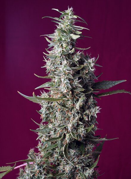 Sweet Seeds Sweet Cherry Pie Fem 3St.