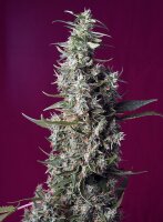 Sweet Seeds Sweet Cherry Pie Fem 3St.