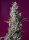 Sweet Seeds Sweet Cherry Pie Fem 3St.