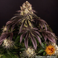 Barneys Farm Purple Punch Fem 3St.