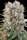 Paradise Seeds Wappa Fem 3St.
