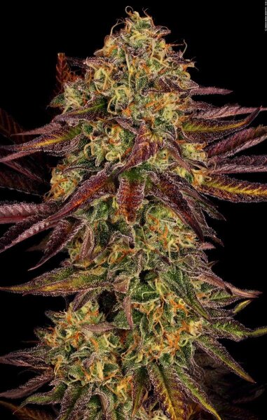 Paradise Seeds Tangerine Sorbet Fem 3St.
