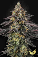 Paradise Seeds Sunset Paradise Fem 3St.