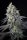 Paradise Seeds Purple Mints Fem 3St.