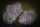 Paradise Seeds Purple Mints Fem 3St.