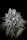 Paradise Seeds Purple Mints Fem 3St.