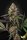 Paradise Seeds Caramba Fem 3St.