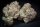 Paradise Seeds Caramba Fem 3St.