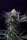 Paradise Seeds Caramba Fem 3St.
