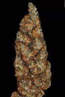 Paradise Seeds Rainbow Road Fem 3St.