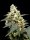 Paradise Seeds Lemonade Auto Fem 3St.