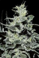 Paradise Seeds Nebula Fem 3St.