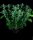 Paradise Seeds Nebula Fem 3St.