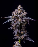 Cookies Seeds Hollywood Fem 3St.