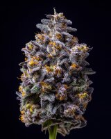 Cookies Seeds Hollywood Fem 3St.