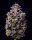 Cookies Seeds Hollywood Fem 3St.