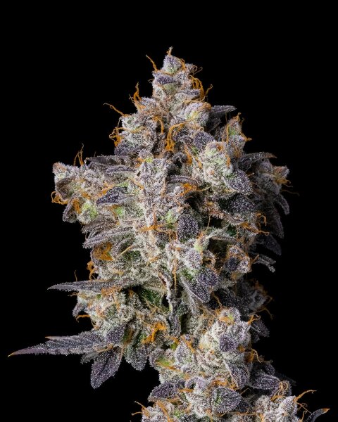 Cookies Seeds Cherry Zelato Fem 3St.