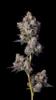 Cookies Seeds Cherry Zelato Fem 3St.