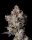 Cookies Seeds Cherry Zelato Fem 3St.