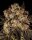 Cookies Seeds Cherry Fritter Fem 3St.