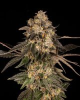 Cookies Seeds Corn Syrup Fem 3St.