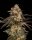 Cookies Seeds Corn Syrup Fem 3St.