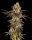 Cookies Seeds Corn Syrup Fem 3St.