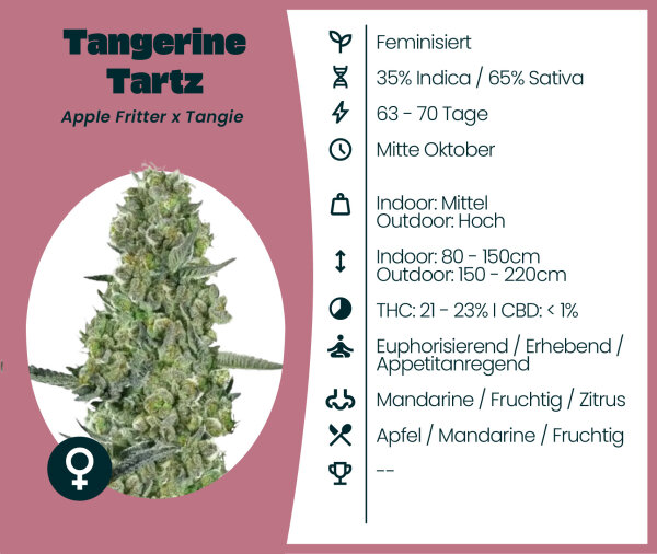 Tangerine Tartz 3 Stk.