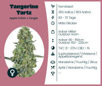 Tangerine Tartz 3 Stk.