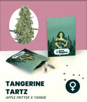 Tangerine Tartz 3 Stk.