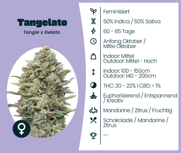 Tangelato Seedsupplier 3 Stk.