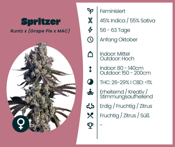Spritzer 3 Stk.