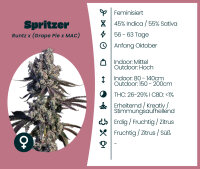 Spritzer 3 Stk.