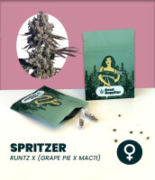 Spritzer 3 Stk.