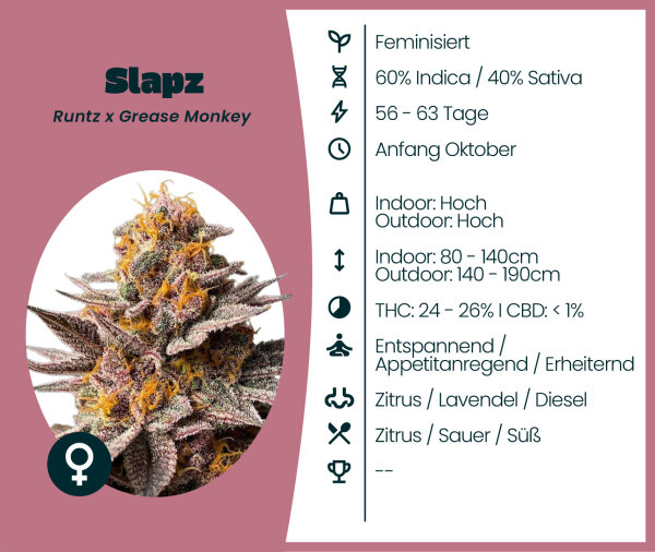 Slapz 3 Stk.