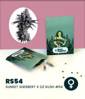 RS 54 - 3 Stk.