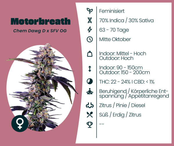 Motorbreath 3 Stk.