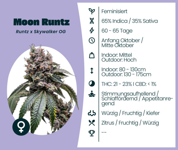 Moon Runtz 3 Stk. Seedsupplier
