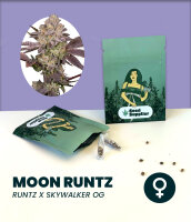 Moon Runtz 3 Stk. Seedsupplier