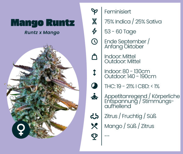Mango Runtz 3 Stk. Seedsupplier