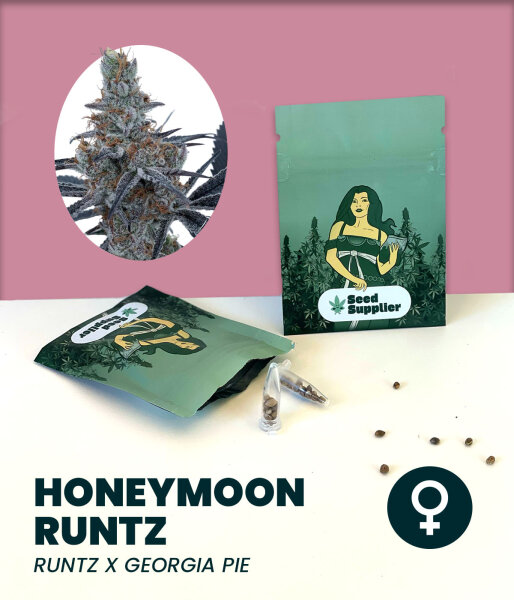 Honeymoon Runtz 3 Stk.Seedsupplier