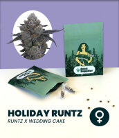 Holiday Runtz 3 Stk. Seedsupplier